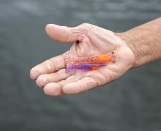 Portos do Paraná encerra outubro com atividades socioambientais no litoral do Estado