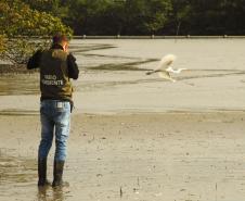 Monitoramento de aves feito pelos Portos do Paraná registra espécies ameaçadas na baía de Paranaguá
