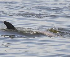 Appa registra aumento na população de golfinhos nos arredores dos Portos do Paraná