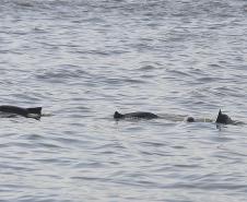 Appa registra aumento na população de golfinhos nos arredores dos Portos do Paraná