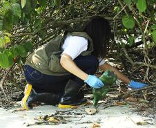 Porto de Paranaguá recolhe 80 quilos de resíduos das áreas de mangue 