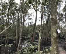 Portos do Paraná monitoram desenvolvimento das árvores nos manguezais