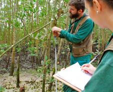 Portos do Paraná monitoram desenvolvimento das árvores nos manguezais