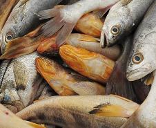 Monitoramento de pesca da Appa contabiliza 400 toneladas de pescados desembarcados em 2017
