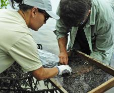 Appa monitora mais de 20 espécies de siris e caranguejos nos arredores dos Portos do Paraná