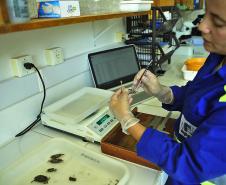 Appa monitora mais de 20 espécies de siris e caranguejos nos arredores dos Portos do Paraná