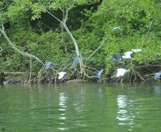 Appa monitora 128 espécies de aves nos arredores dos portos do Paraná