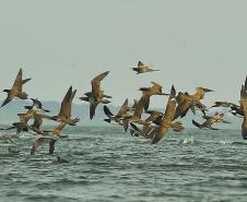 Appa monitora 128 espécies de aves nos arredores dos portos do Paraná