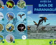 É o resultado da 1ª fase do Programa de Monitoramento de Avifauna, realizado pela Administração dos Portos de Paranaguá e Antonina está concluindo. Em 28 meses, a equipe avistou 132 espécies diferentes. 