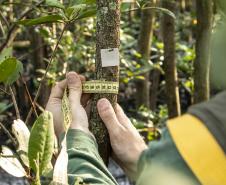 Além de mostrar as condições ambientais da região, o Programa de Monitoramento de Manguezais tem o objetivo de subsidiar ações de conscientização da importância do manguezal.
