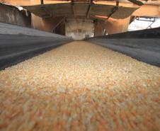 Do início de janeiro até hoje, já foram exportadas pelo Porto de Paranaguá 500 mil toneladas de milho, volume cinco vezes superior ao registrado no mesmo período de 2012, quando foram exportadas 99 mil toneladas de milho.