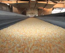Em junho deste ano foram exportadas 195 mil toneladas de milho pelo Porto de Paranaguá, mais do que o dobro do que foi movimentado do grão no mesmo mês em 2014