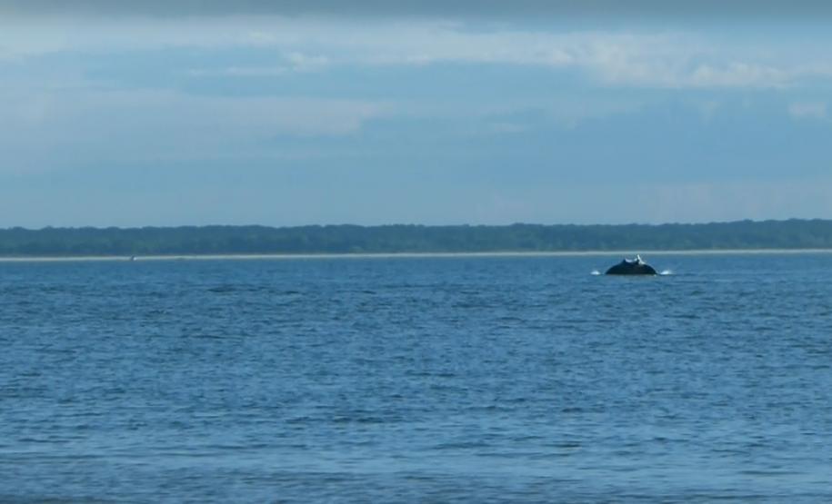 Maior raia do mundo aparece no entorno do Porto de Paranaguá Uma pesquisadora catarinense, formada pela Universidade Federal do Paraná (UFPR), registrou a ocorrência de raias mantas na área de influência do Porto de Paranaguá. Com o Projeto Raia Manta, agora ela estuda os detalhes da presença dessas, que são as maiores raias do mundo, aqui na região. A baía paranaense é o único lugar onde está confirmada a ocorrência sazonal dessa espécie.