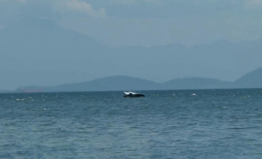 Maior raia do mundo aparece no entorno do Porto de Paranaguá Uma pesquisadora catarinense, formada pela Universidade Federal do Paraná (UFPR), registrou a ocorrência de raias mantas na área de influência do Porto de Paranaguá. Com o Projeto Raia Manta, agora ela estuda os detalhes da presença dessas, que são as maiores raias do mundo, aqui na região. A baía paranaense é o único lugar onde está confirmada a ocorrência sazonal dessa espécie.