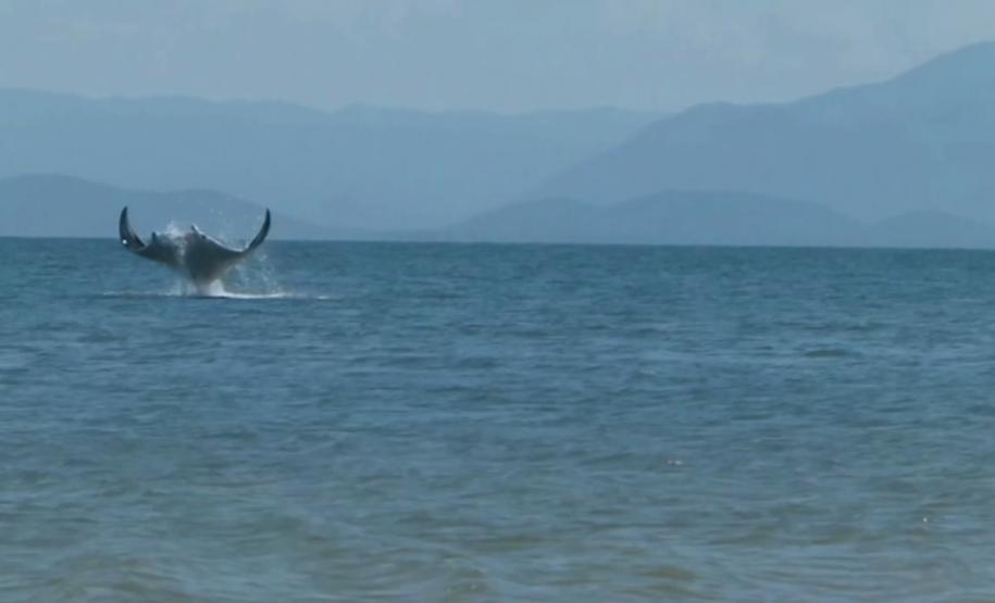 Maior raia do mundo aparece no entorno do Porto de Paranaguá Uma pesquisadora catarinense, formada pela Universidade Federal do Paraná (UFPR), registrou a ocorrência de raias mantas na área de influência do Porto de Paranaguá. Com o Projeto Raia Manta, agora ela estuda os detalhes da presença dessas, que são as maiores raias do mundo, aqui na região. A baía paranaense é o único lugar onde está confirmada a ocorrência sazonal dessa espécie.